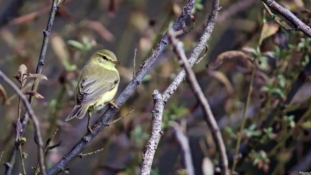 OzgunSozuer's tweet photo. https://t.co/PgKaOe5sfL
Willow Warbler | Phylloscopus trochilus | SÖĞÜT BÜLBÜLÜ
#willowwarbler #phylloscopustrochilus #pajareo #ruralecology #hayvanmanzaraları #16x9_birds #birdsofX #Vögelbeobachten #500pxrtg #ThePhotoHour #PintoFotografía #thePhotoNow #yourshot https://t.co/dBTqo0xMXu