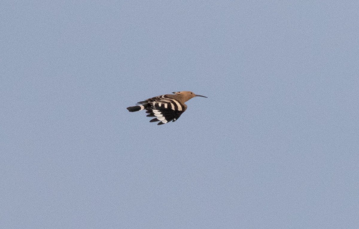 HughHarrop's tweet photo. A magical morning in our Shetland garden: two beautiful migrant Long-eared Owls were sat in the trees and as we watched them with local birders Carol, Julia and Bernard I picked up a HOOPOE flying through the garden which gave great flight views as it bounded north out of sight. Nice garden tick!