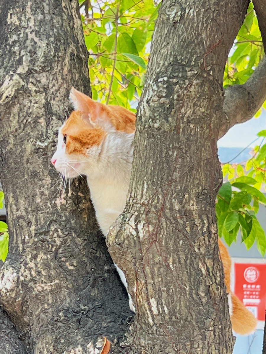 real__ellie's tweet photo. 「今日のカフェで、ふと見た窓辺の植物にキュン！ ペットの小さな猫も一緒に、なんだか幸せな1枚を吭内拍四词！」 https://t.co/c3qWRwuiw4