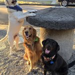 Photo by Shadow & Chance (@dogsgenx)