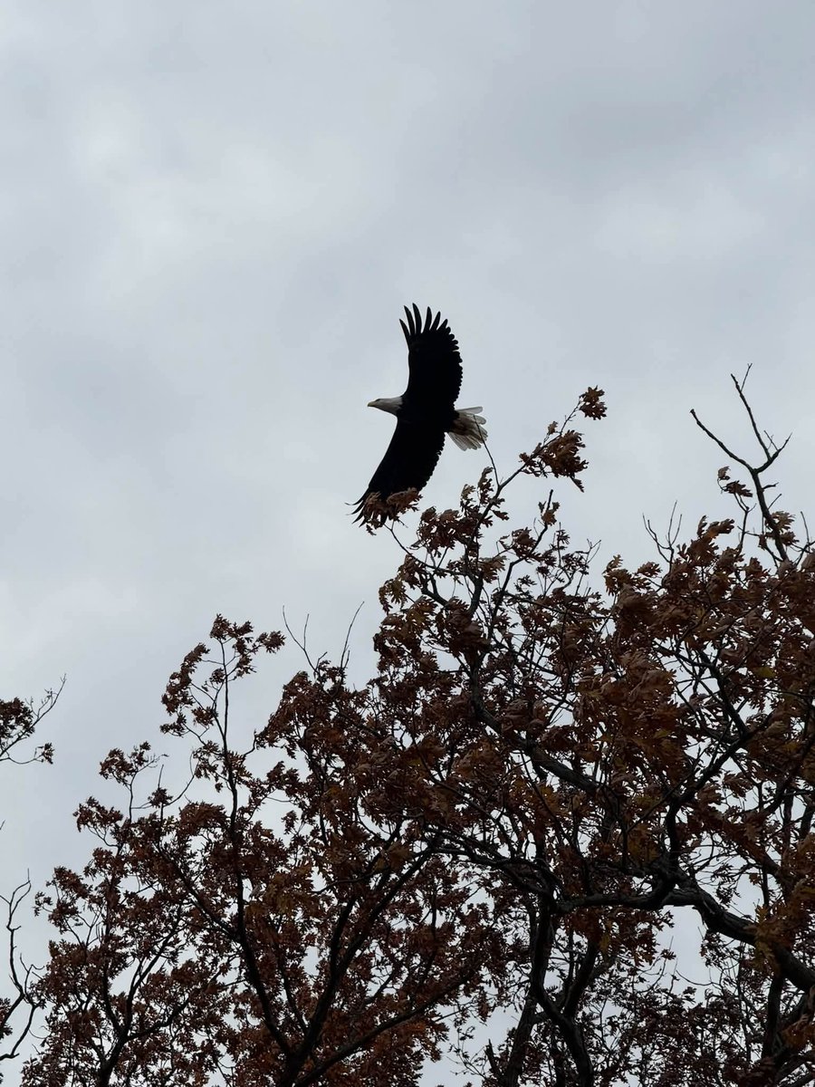 CorridorScanner's tweet photo. De Pere, Wisconsin: Bald eagle nest near the Fox River at the Brown County fairgrounds, sent by a family member. https://t.co/PlX89goJdu