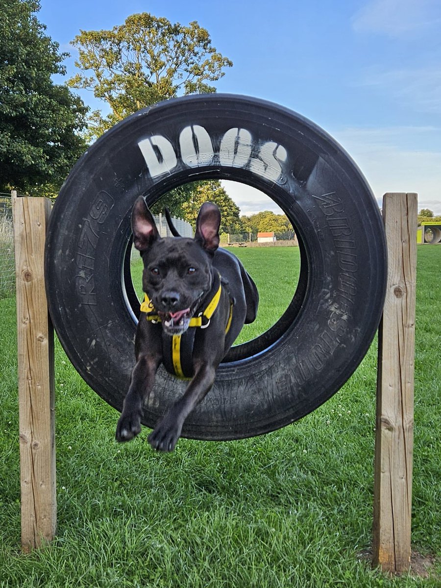 DT_WestCalder's tweet photo. Kiwi has been showing off her agility skills at an enclosed field this week, 🤩 just look at her go! 🐕

Kiwi is still on the search for her furever home, could it be you? Read more about Kiwi and apply here 👉 https://t.co/UTqy0Ab1MW

#AdoptDontShop
#ADogIsForLife
#TheFosterTrain
@DogsTrust
