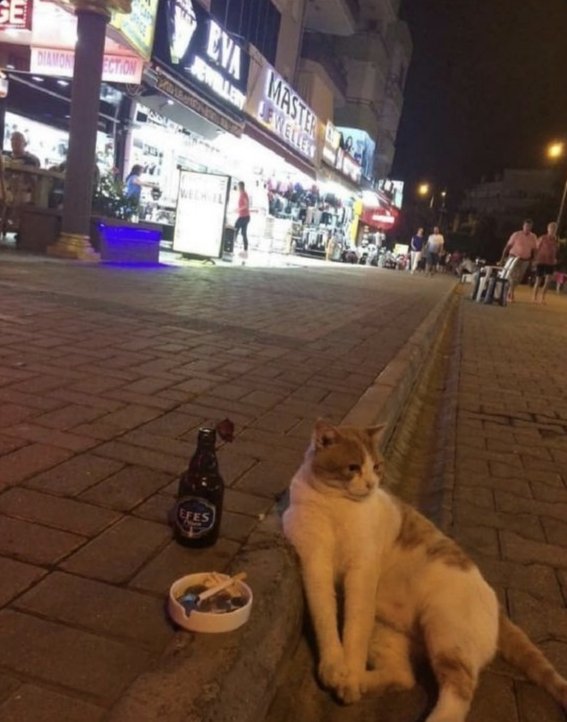 onurxblrr's tweet photo. Madem sevmiyordu neden öyle miyavladı https://t.co/tCpaQbQI9j