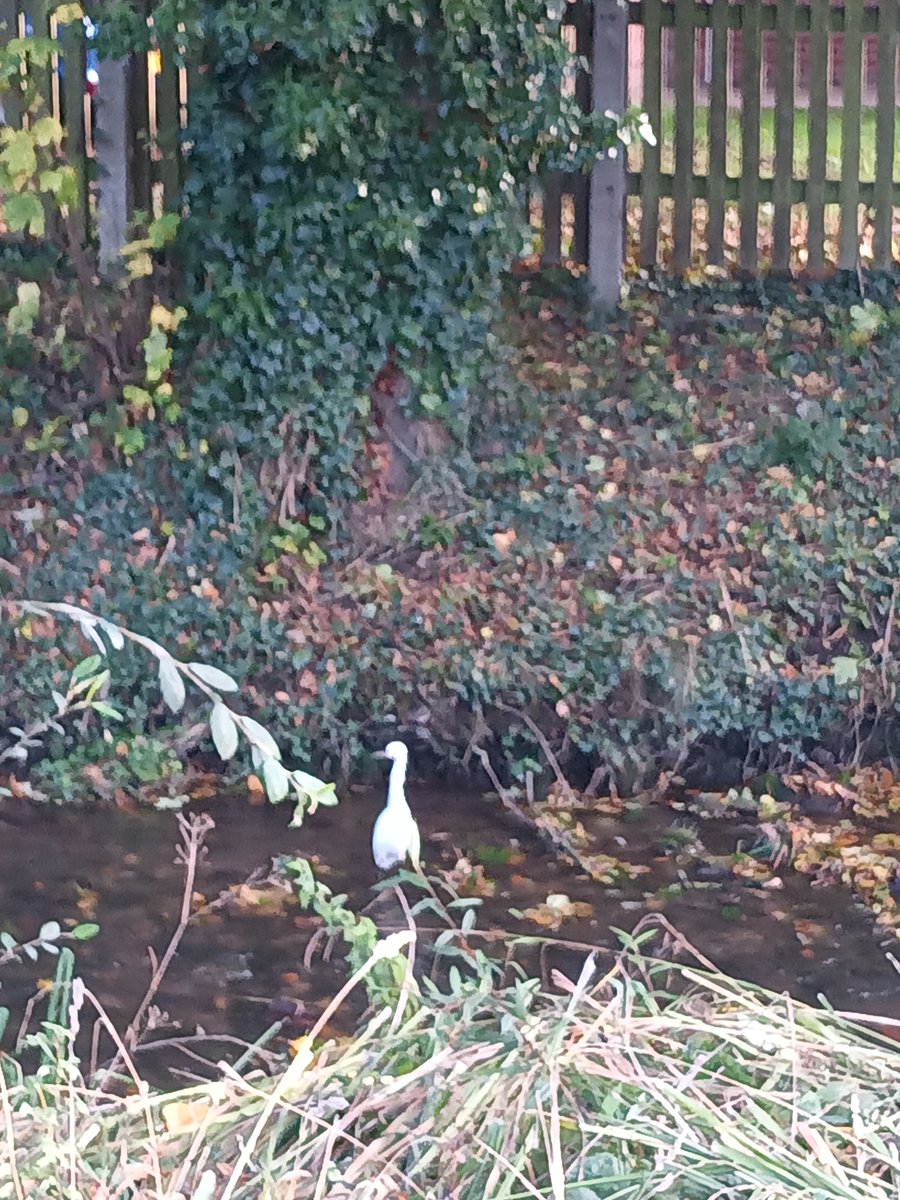 CeeferCrafts's tweet photo. Not great pictures but it's the first time I've seen a Little Egret 😍 https://t.co/QO2UHxeQt6