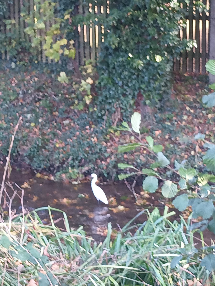CeeferCrafts's tweet photo. Not great pictures but it's the first time I've seen a Little Egret 😍 https://t.co/QO2UHxeQt6