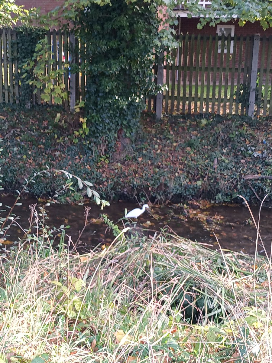 CeeferCrafts's tweet photo. Not great pictures but it's the first time I've seen a Little Egret 😍 https://t.co/QO2UHxeQt6
