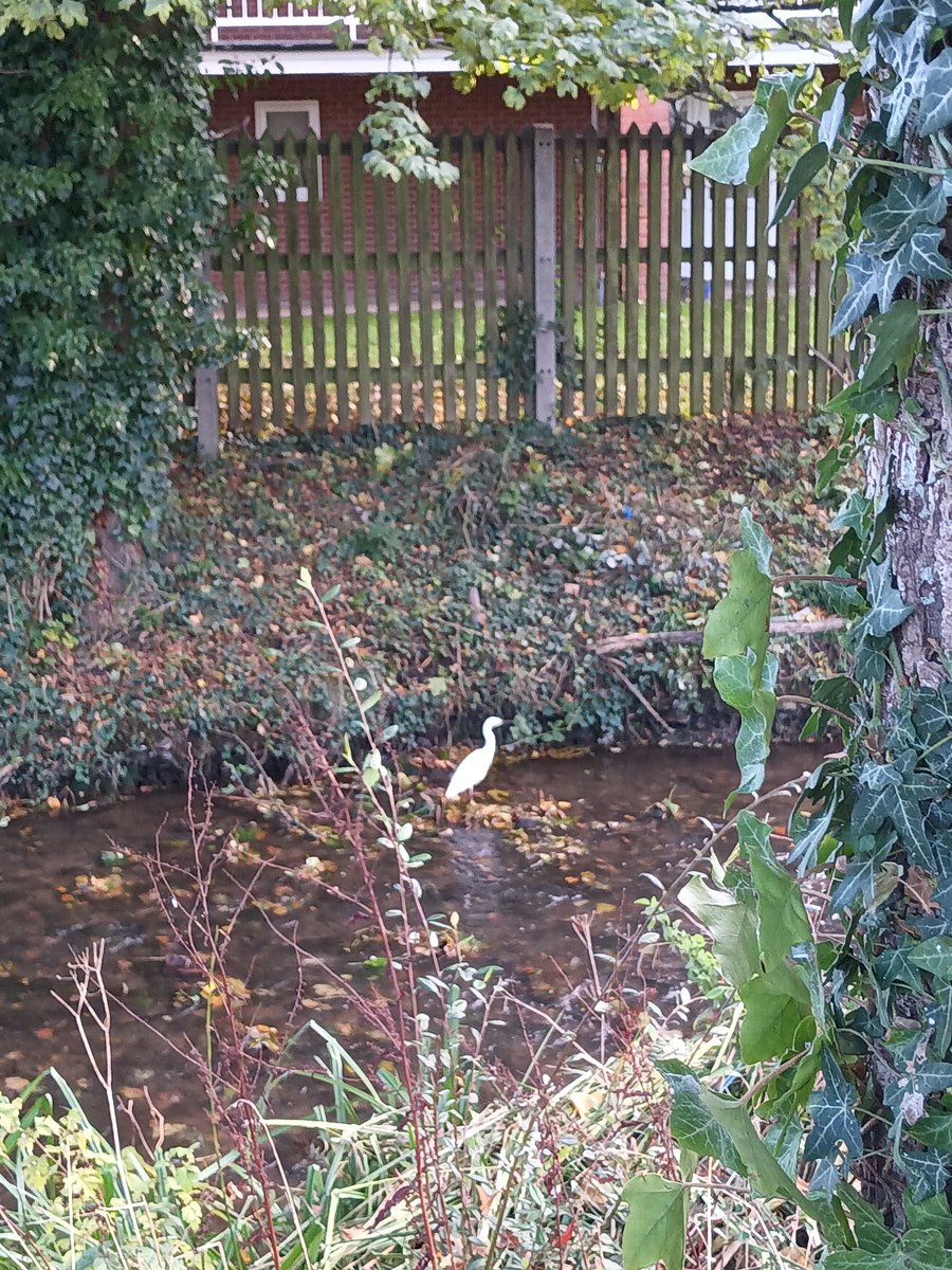 CeeferCrafts's tweet photo. Not great pictures but it's the first time I've seen a Little Egret 😍 https://t.co/QO2UHxeQt6