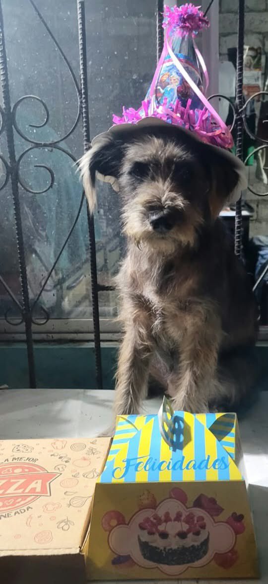 AlertaMePerdi's tweet photo. #PERDIDA #GUAYAQUIL
Nombre: #Negrita
Fecha: 2026-10-24
Sector: Norte, prosperina. Cooperativa 31 de Agosto
Sexo: Hembra
Raza: Schnauzer con french
Observación: Es negrita con plomo la colita es hecha rosquita
Contacto: 0981042447
¡Ayúdalo a volver con su familia!
 #AlertaMePerdí https://t.co/3n1ET2GMRw