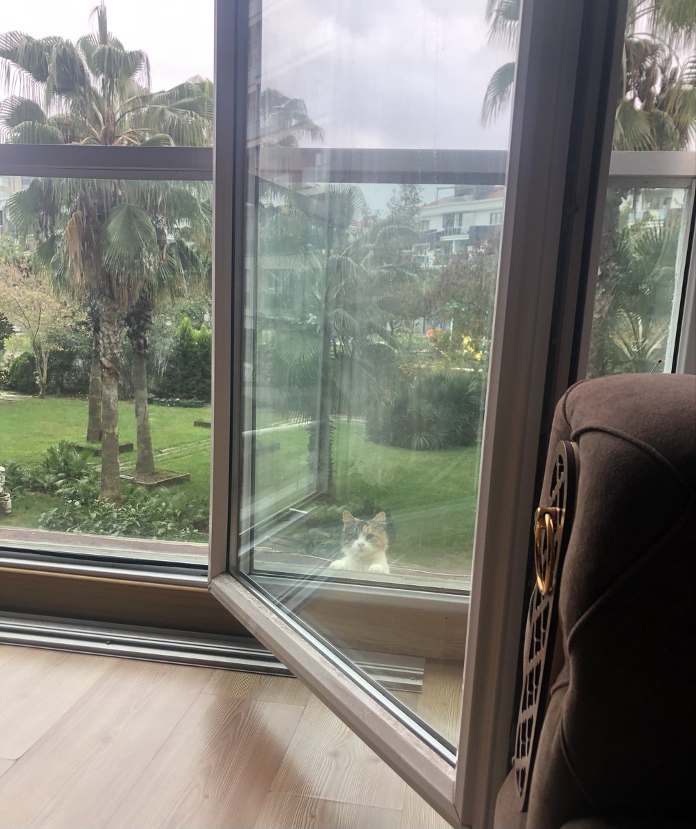 retmenbfrn's tweet photo. Evimi dikizleyen bi casus yakaladım 😂🐾😻 çok severiz 🐈 😻 https://t.co/qAosN5Y3Yh