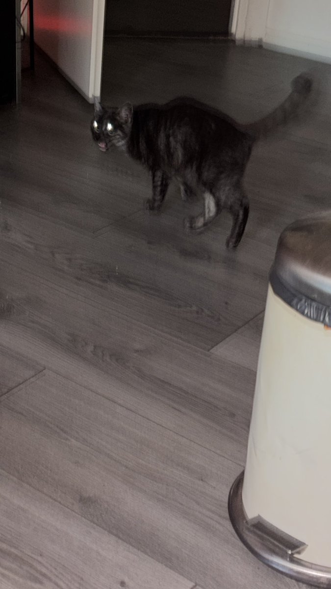 dunbydefault's tweet photo. Little twat became a demon https://t.co/t5PJDYYRqM