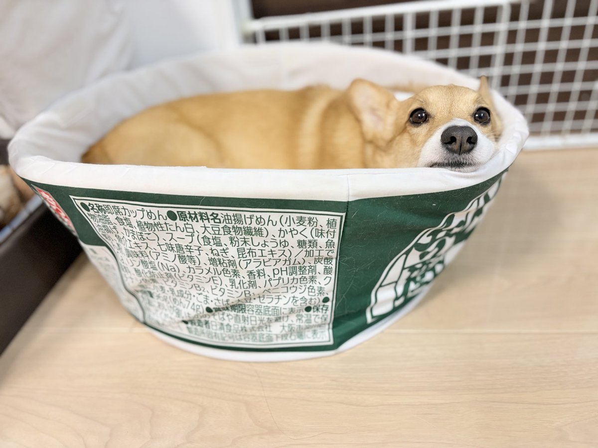 kibi_aoi's tweet photo. ワンワン吠えて呼ぶもんだから振り向いたらコレ🤣

#コーギー #コーギーのいる暮らし https://t.co/OM465HLuJA