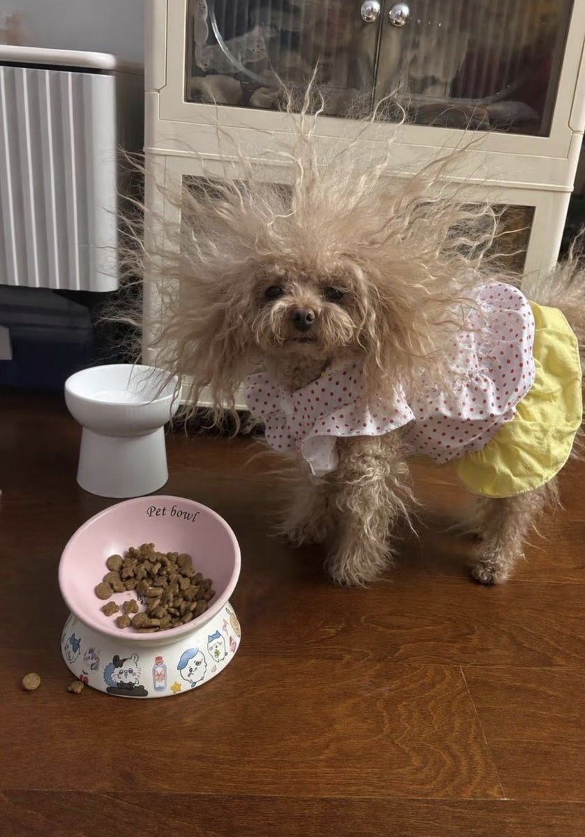 twaniimals tweet picture