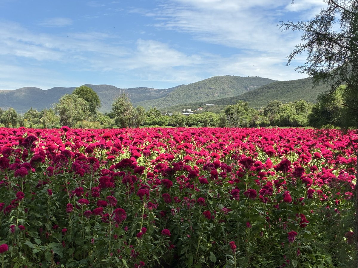 FernandaVRN's tweet photo. La belleza de los campos de cempasúchil en Atlixco. https://t.co/itYE3HNmg9