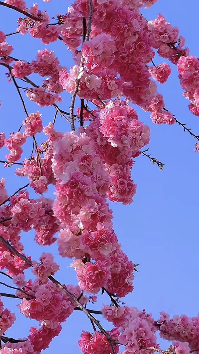 RBackrin11588's tweet photo. [満開の花びらが風に舞い、手を伸ばして追いかける。鮮やかな色が空を染める瞬間だ。]， https://t.co/oNCtOs6JhV