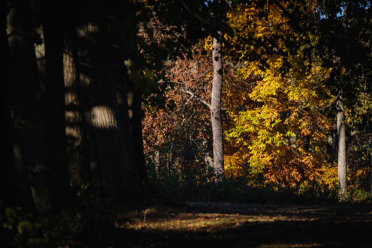 User201601's tweet photo. My most reliable Shagbark Hickory tree (yellow leaves) is still trying to put on a show this autumn despite the very dry late summer/fall. You can see plenty of brown leaves on it too...just drying up and falling off rather than getting pretty. :-(  Panasonic G9 II with Olympus 75mm f/1.8 lens (150mm equiv).