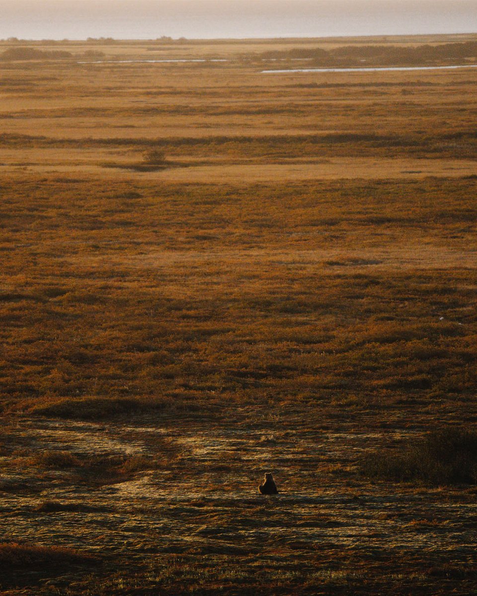 MeatEaterTV's tweet photo. Cold rain, thick Alaskan brush, and one hell of a predator. Cal's chasing brown bears with a traditional bow, where getting close is the only option.

The latest 12 in '26 premieres tomorrow on MeatEater's YouTube. https://t.co/oDzs7KekuJ