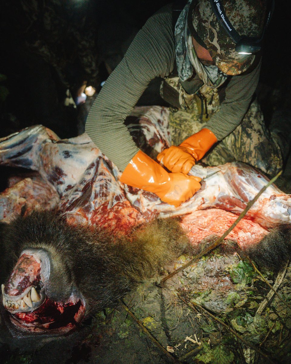 firstlitehunt's tweet photo. Cold rain, unforgiving terrain, and miles of thick Alaskan brush. Somewhere in all that country is a brown bear, one of the biggest predators in North America.

Cal's going in with a traditional bow, which means getting a hell of a lot closer than most folks would care to. https://t.co/9U51BTCcfT