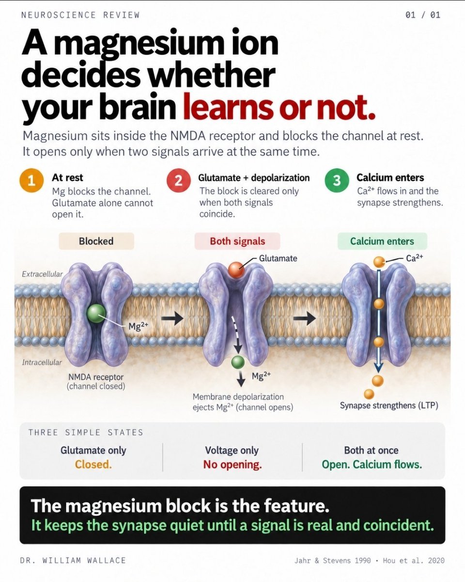 WilliamWallace's tweet photo. There is a magnesium ion sitting inside one of the most important channels in your brain, and it spends most of its time blocking it. That is not a malfunction. That block is how your brain decides what to learn.

The channel is the NMDA receptor. It is central to learning and memory, and it has an unusual rule for opening. Glutamate, the brain's main excitatory signal, has to bind to it. But binding alone does nothing, because a magnesium ion is physically lodged in the pore, plugging it shut. The only way to clear that plug is for the neuron itself to already be active and electrically depolarized. Glutamate plus voltage, at the same instant, pops the magnesium out.

So the receptor only opens when two things happen together: an incoming signal and a neuron that is already firing. That makes it a coincidence detector. It is the molecular version of "these two things are related," and that is the cellular basis of learning. When it opens, calcium floods in, triggers an enzyme called CaMKII, and the synapse gets stronger. Strengthening that connection is, quite literally, the physical act of learning something.
The magnesium block is the gatekeeper for the whole process. It keeps the channel silent until the signal is real and coincident, so the brain strengthens what matters and ignores random noise.

This is where it gets interesting. That same block also acts as a brake on overexcitation. When magnesium is low, the brake loosens and these channels become easier to open with less provocation. At the mechanism level, that means the threshold for excitation drops. This is a clean, well-established piece of biochemistry. It is also exactly the kind of mechanism that gets oversold, so be careful with the leap from "magnesium gates NMDA receptors" to "magnesium fixes anxiety." The gating is real and rigorous. The clinical claims downstream of it are a separate, much messier question.

What is not in doubt: a single magnesium ion sitting in a channel is one of the most elegant control switches in human biology, and it is running quietly in your head right now.

Jahr & Stevens, J Neurosci, 1990
Hou et al., Mol Neurobiol, 2020