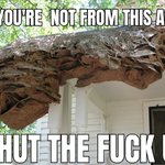 Photo by 320,000,002 Yellow Jacket Wasps (@AriTheDumb)