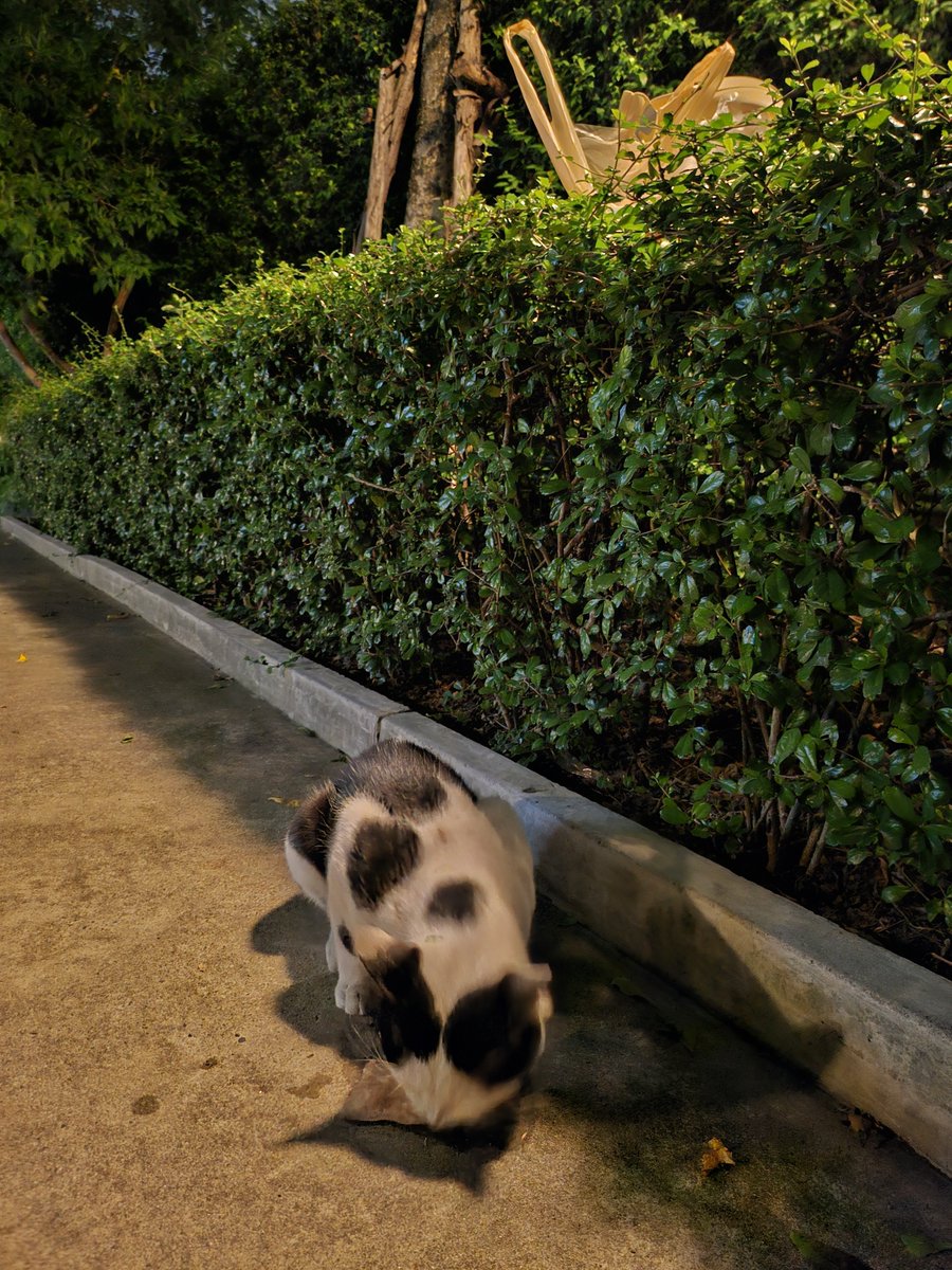 ird_ka24's tweet photo. 😸 https://t.co/U4ngfglB4l