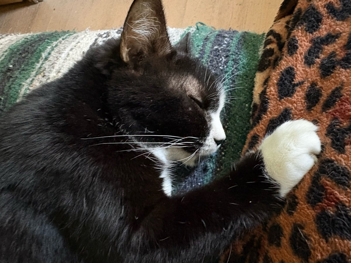 DeeMeow3's tweet photo. 😭 Kitty heaven got a great one today 💔 Rest now Dottie 🌈🌉 https://t.co/ptoo2cARlC