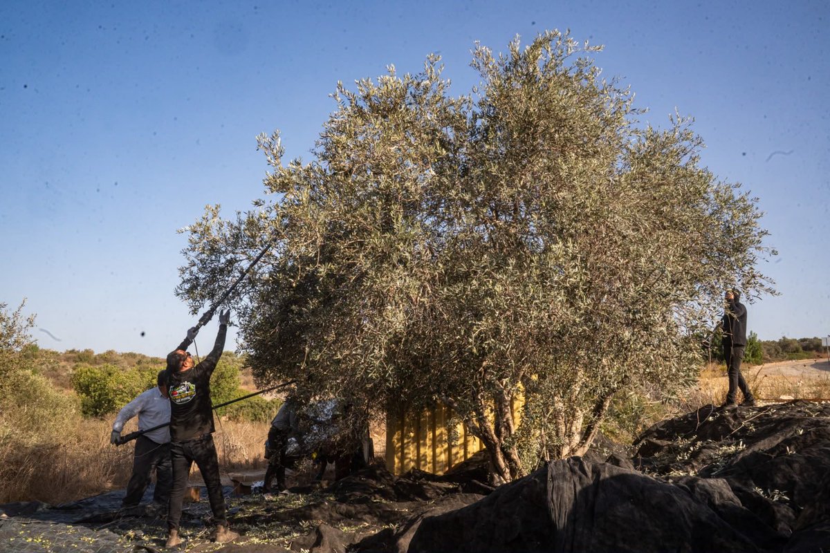 🫒Estimated olive harvest figures in Judea and Samaria to date:
