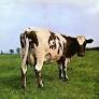 Alcibiades_ZH's tweet photo. @TheExtremeMusi1 Atom Heart Mother https://t.co/stOziFa5TB