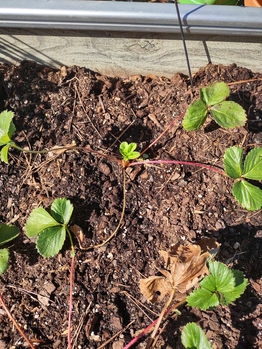 CornbreadRTR's tweet photo. Working with my strawberries today. Before/after . Trimming all the stems and leaves EXCEPT the new growth in center of the crown. You want the crown to store as much energy as possible to make it through the winter. The new growth will be your producer next year. 🍓 https://t.co/fj9EkKnzyg
