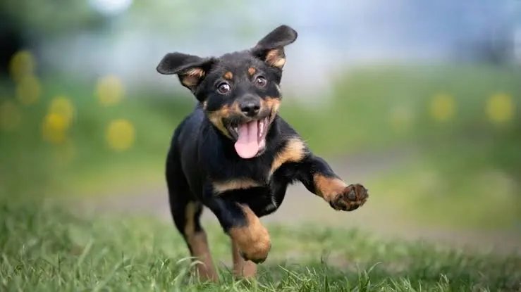 MasterUltraSur's tweet photo. @alnahdi1705 @Roket2007 @ksapowery Tanto te ardió la colita?  Perdón, mejor te mando una foto de un lindo perrito para animarte. https://t.co/oG5tMEBtFR