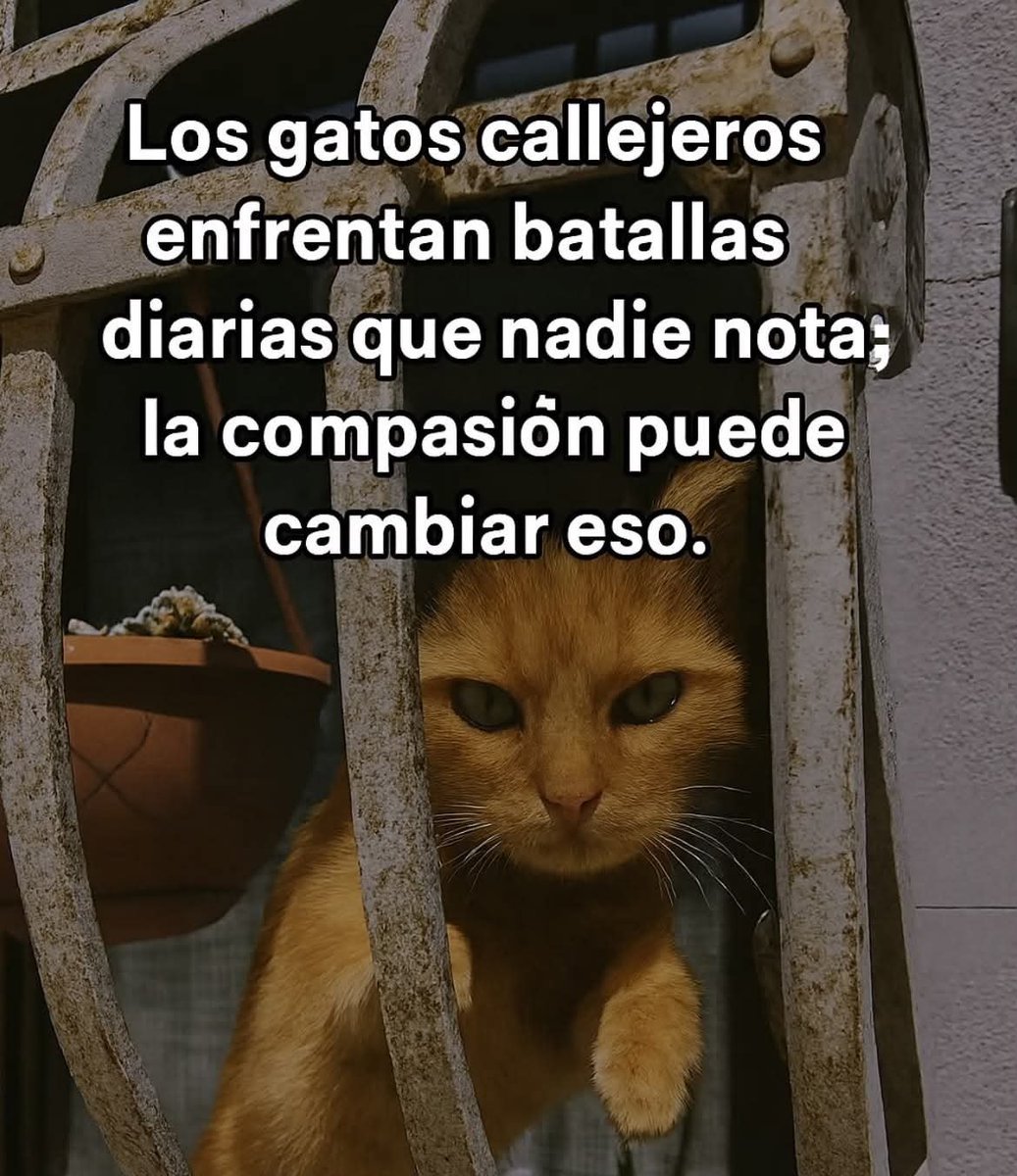 ManuSaenzVolvio's tweet photo. 😭💔
Empatía con los angelitos que sufren abandono! https://t.co/iwGcYOxwlN