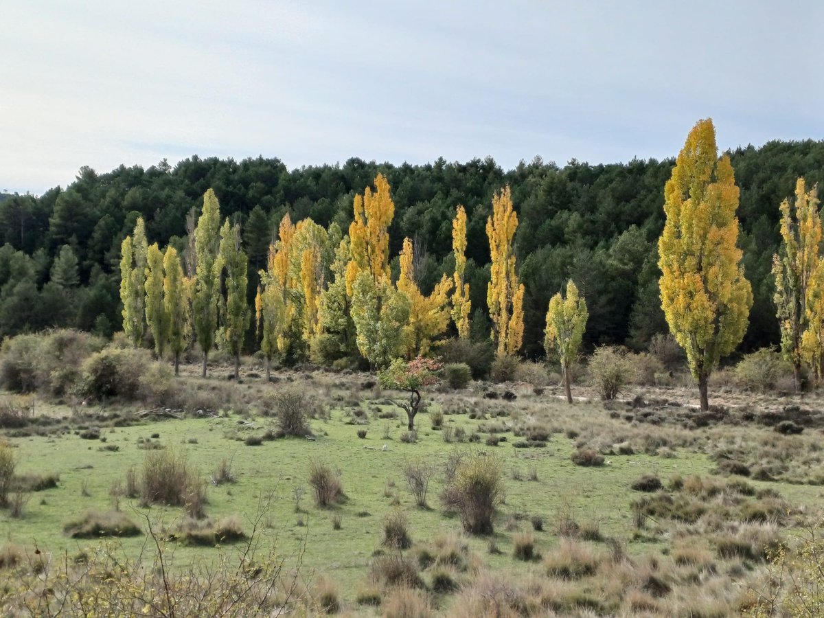 followero's tweet photo. Colores del otoño (Porque aquí todavía tenemos algo de otoño. Quiza lo recordéis, ese tiempo en que te apetece ponerte una manga larga y a la vez disfrutas la brisa en la cara). https://t.co/e5BylAIPC6