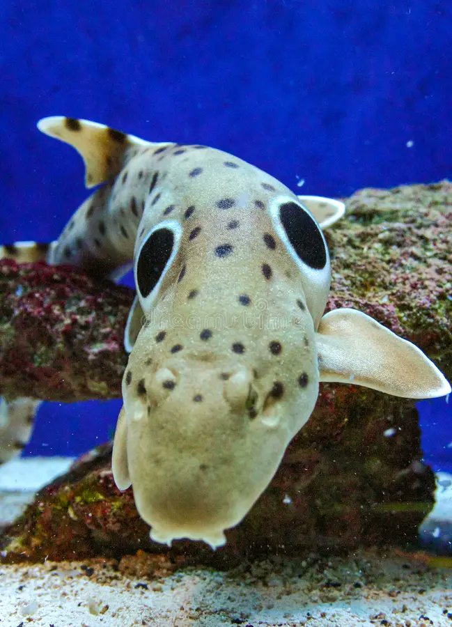 WeirdMedieval's tweet photo. just went to the aquarium and saw an epaulette shark and my mom said “oh my god are those its eyes?!” duped, i fear, by quite literally one of the oldest tricks in the book https://t.co/x6kWHwbTu2