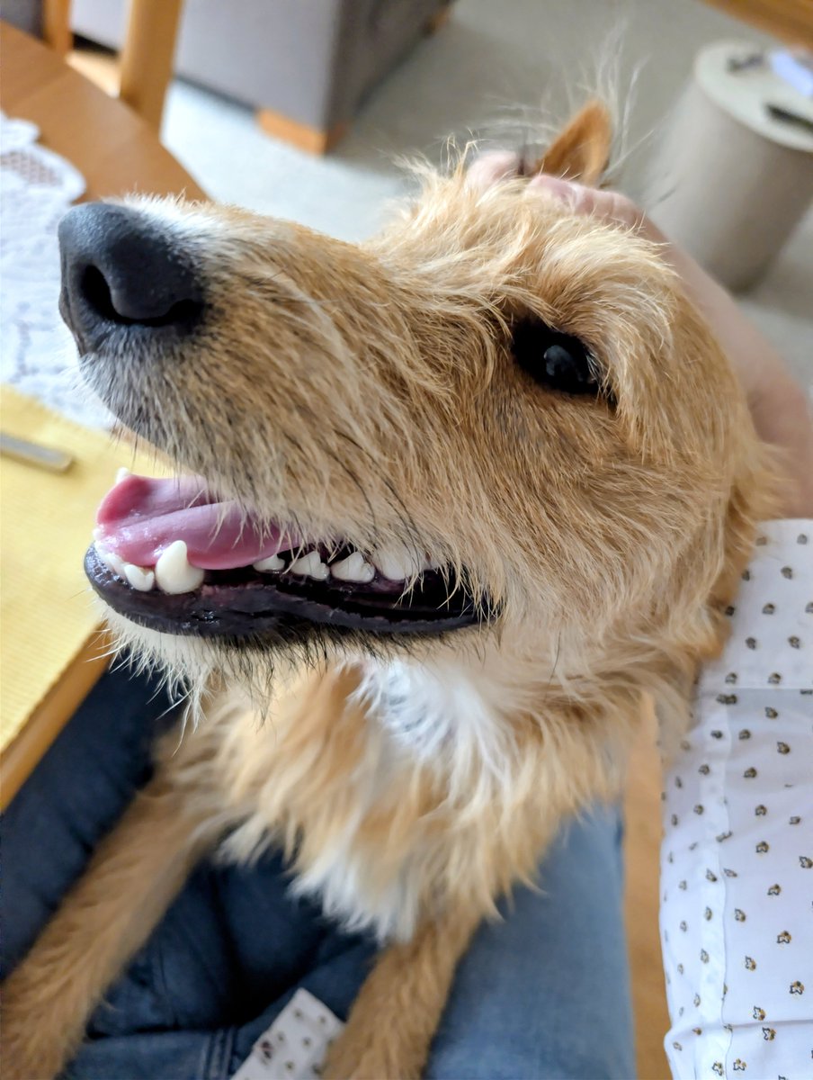 RobNow_'s tweet photo. Łobuz. https://t.co/mA7lWiFfxM