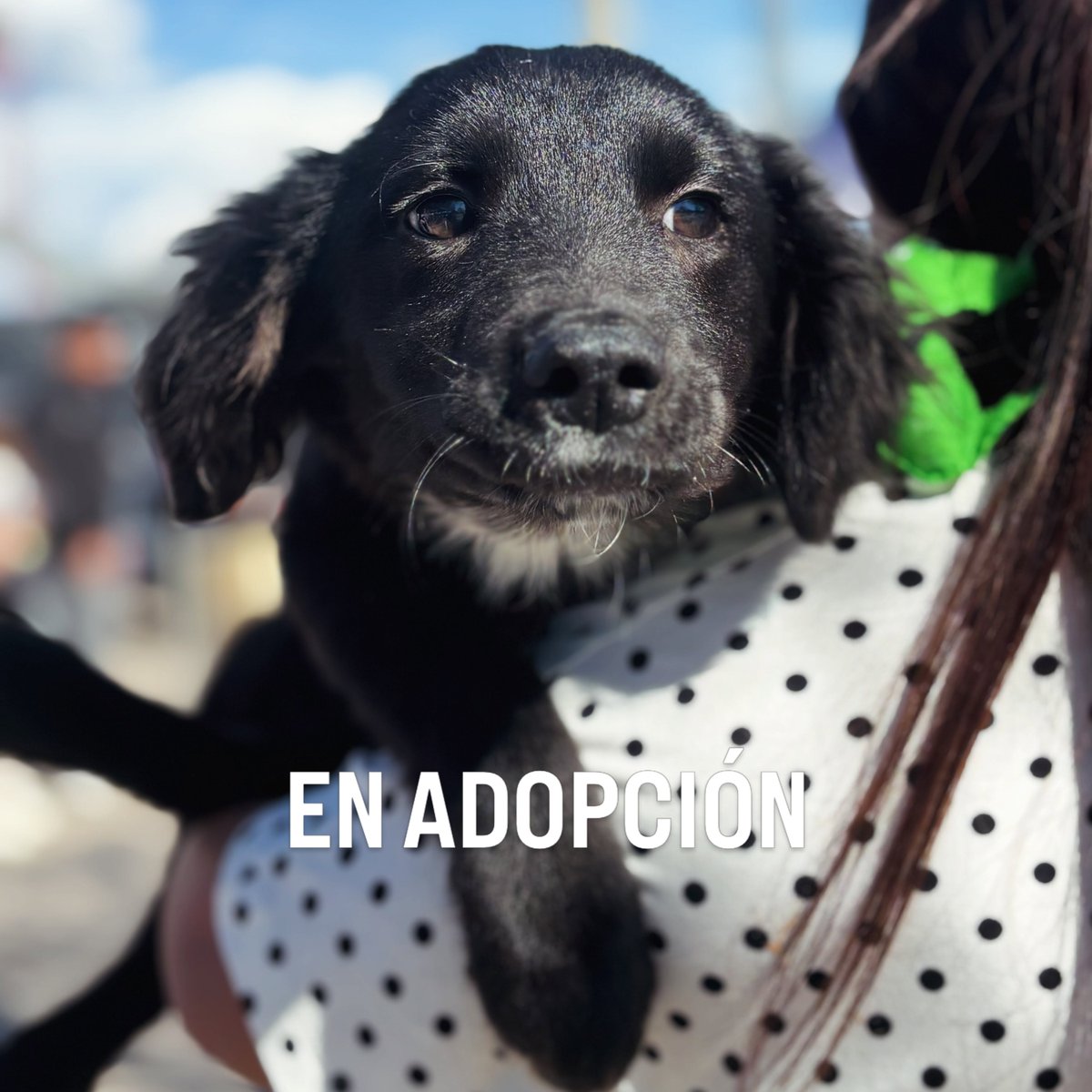 eltuitdemarsh's tweet photo. Lindo cachorrito, de aproximados 5 meses, en adopción responsable. Será de tamaño mediano. Si deseas darle un hogar, comunícate al +56953680386. Favor RT!
#Santiago https://t.co/8INFVOZGY1