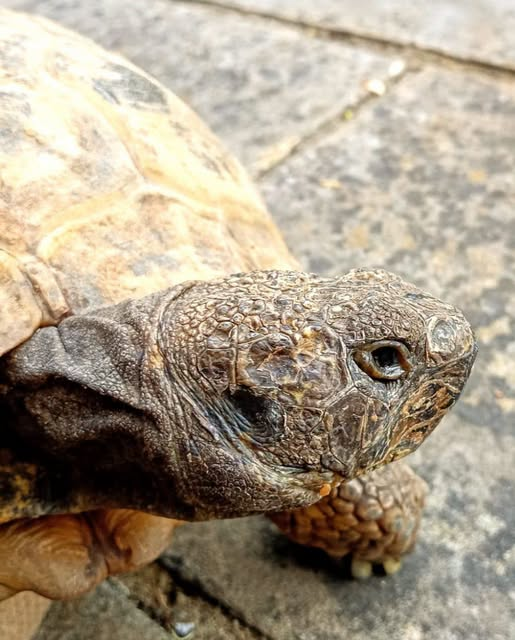 AlbertTortoise's tweet photo. Eye of the #storm, see what I did. This is #ALBERTthetortoise reporting glad to be in bed as #StormAusten + #StormBeolo bash the #UK. HE has instructions to sort admin after #roadtrip. More #events soon. Hope the new week starts well. #TakeCare https://t.co/PLbYq3kw0y
#tortoise https://t.co/xDUi8eUZcT