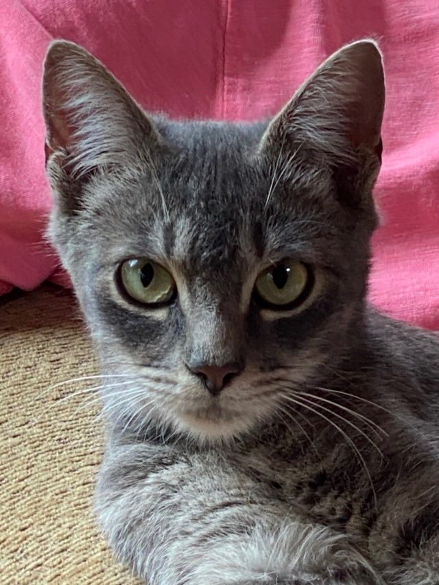 yoga_and_more's tweet photo. do you love me ?? ❤️ 😺 🎉 🎈 🍀 https://t.co/geNCR4qIHW