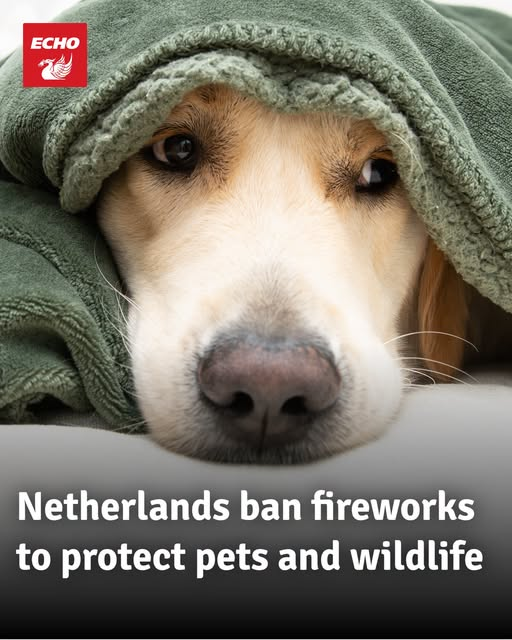 tiger26931's tweet photo. The Netherlands have banned consumer fireworks to the public citing pets as one of the major reasons why . From now on only licensed shows are permitted. 🇳🇱 https://t.co/T8lB3DXIoz
