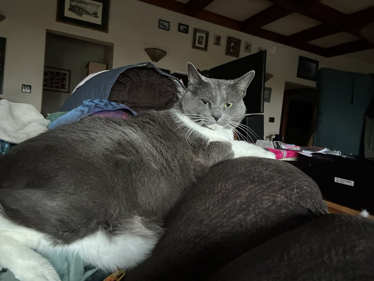 ShellPaw's tweet photo. @kandygill7 My Yma (pictured here lying on my face during a migraine) was a feral kitten who still distrusts most humans. But she’s always trusted me completely. https://t.co/AI2fh59FUY