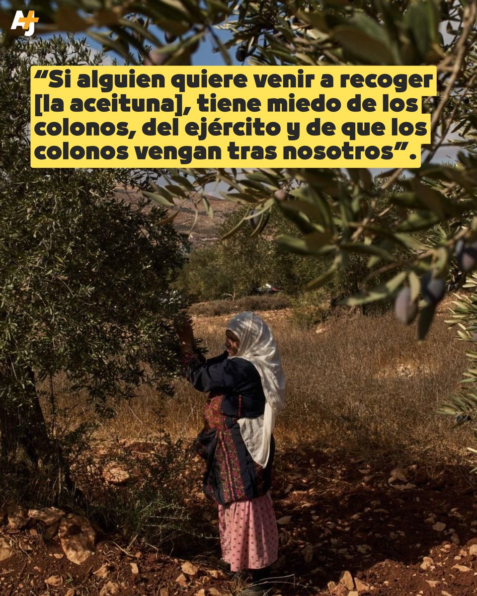 ajplusespanol's tweet photo. ¿Por qué un colono israelí tendría tanto empeño en quemar un árbol de olivo? Porque en la Cisjordania ocupada, destruir los olivos es destruir la raíz, la economía y la permanencia de cientos de miles de familias palestinas. https://t.co/Jsx9PWWM4n