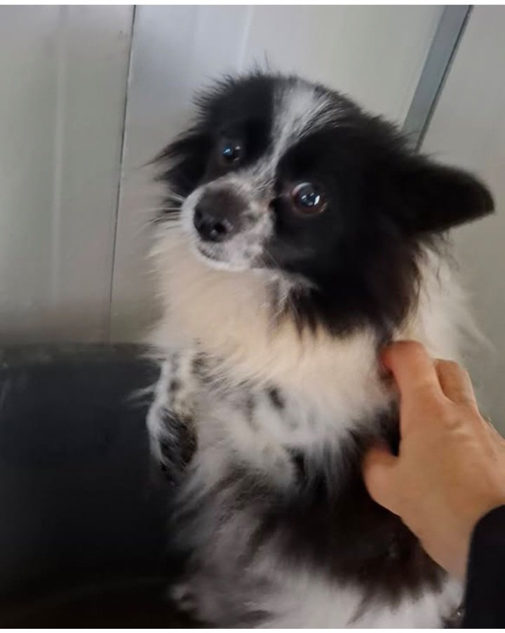 Gioia46507476's tweet photo. Astra, volpina ex fattrice tolta a maltrattamenti. Adottate/condividete la piccolina, per favore ☎️ 3475914297 🙏🙏🙏❤️🏡❤️🏡❤️🏡❤️🏡 https://t.co/jJebmAqMka