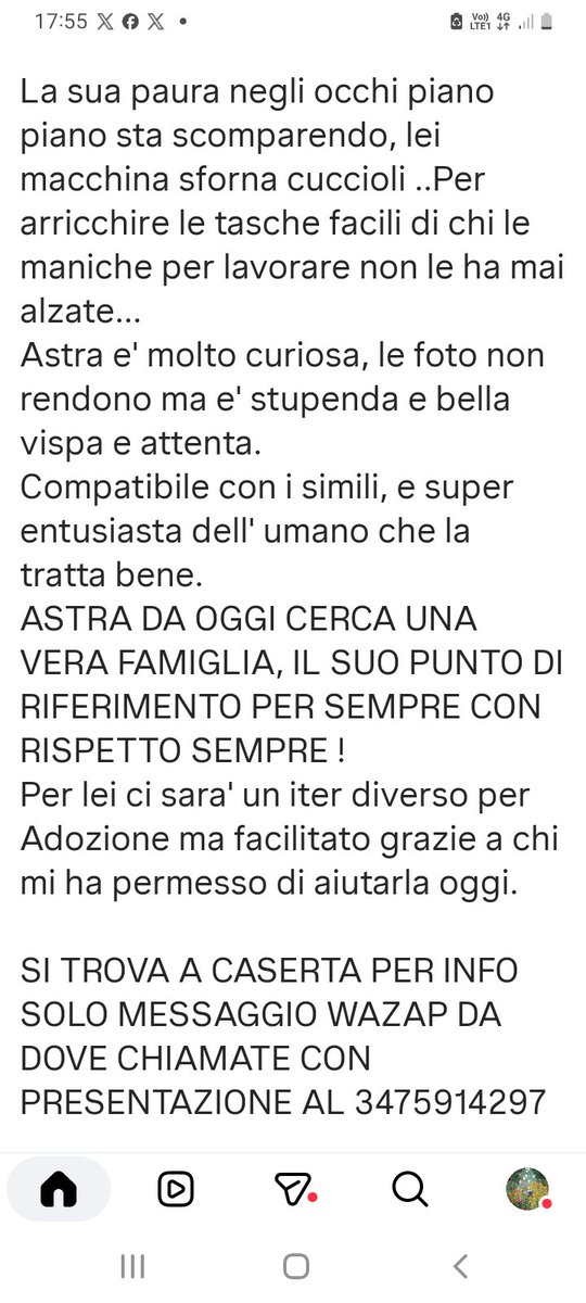 Gioia46507476's tweet photo. Astra, volpina ex fattrice tolta a maltrattamenti. Adottate/condividete la piccolina, per favore ☎️ 3475914297 🙏🙏🙏❤️🏡❤️🏡❤️🏡❤️🏡 https://t.co/jJebmAqMka