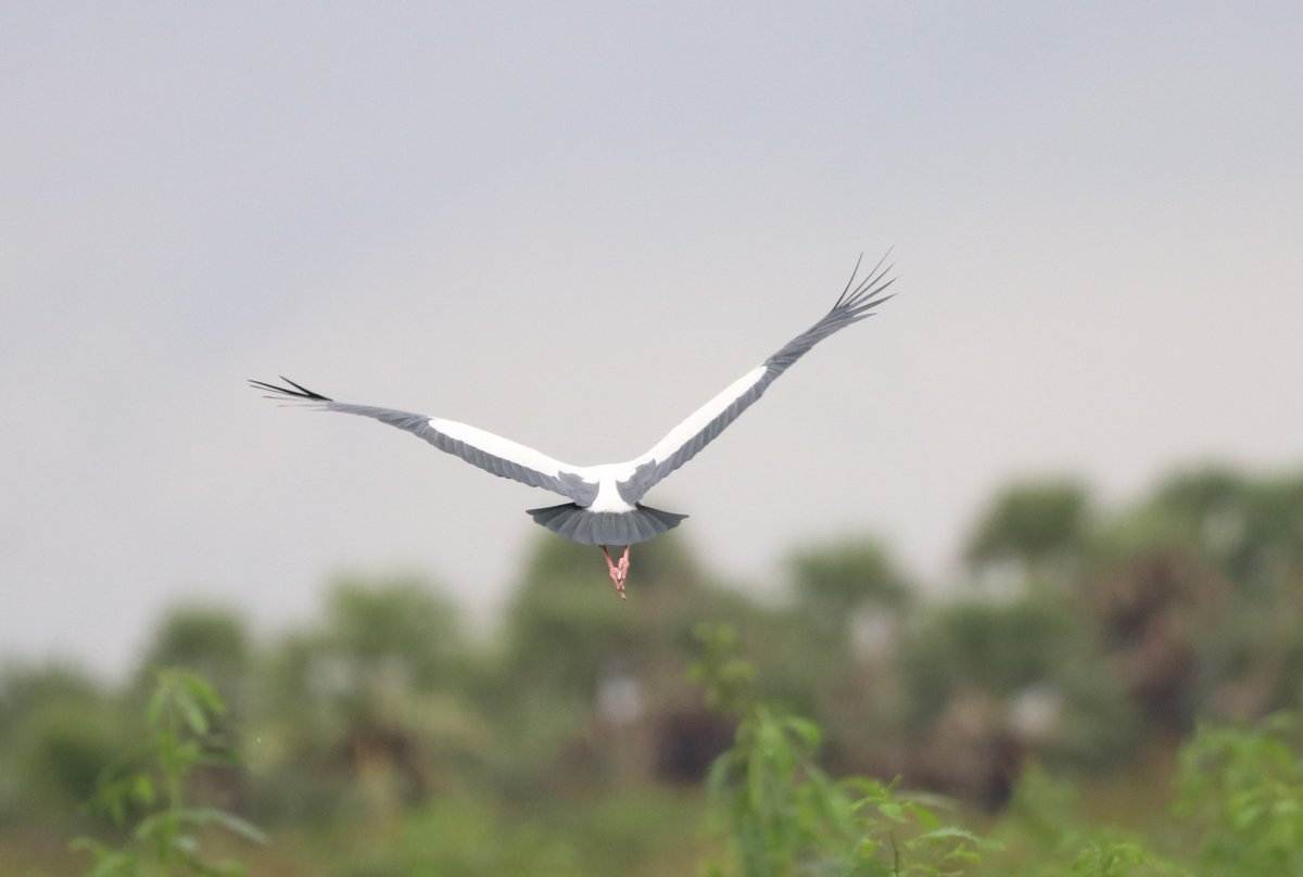 NVR1984's tweet photo. Flight shot of An Open Billed Stork.
Clicked by my 9yo son in his learning phase. 
A little crude. But working on it. 
#naturelovers #IndiAves
#BirdsSeenIn2026 #WildlifeWonders #BirdWatching #wildlifephotography #BirdsOfIndia #BirdsOfTwitter #TwitterNatureCommunity @Canon_India https://t.co/viUO0ALCTr