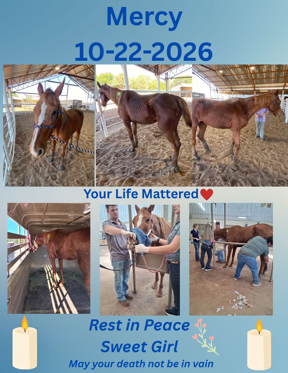 RACEFund's tweet photo. 🛑✋👉 Update! We have received an Equus Grant which will help with the rest of Mercy's Vet and Burial costs so we should have everything covered in addition to the $1505 that we have raised. Mercy's Vet bill came to $1473.17. Her purchase price from the Lot was $750, transport to Vet Clinic $80 and we are still waiting on the burial fee. Thank you so much to everyone that shared, cared and donated to help us help Mercy and the Equus Foundation. 
We wish Mercy could have lived many more years but her condition and the infection was too much for her to overcome. She is finally at peace.       
No more suffering. 🙏🕯