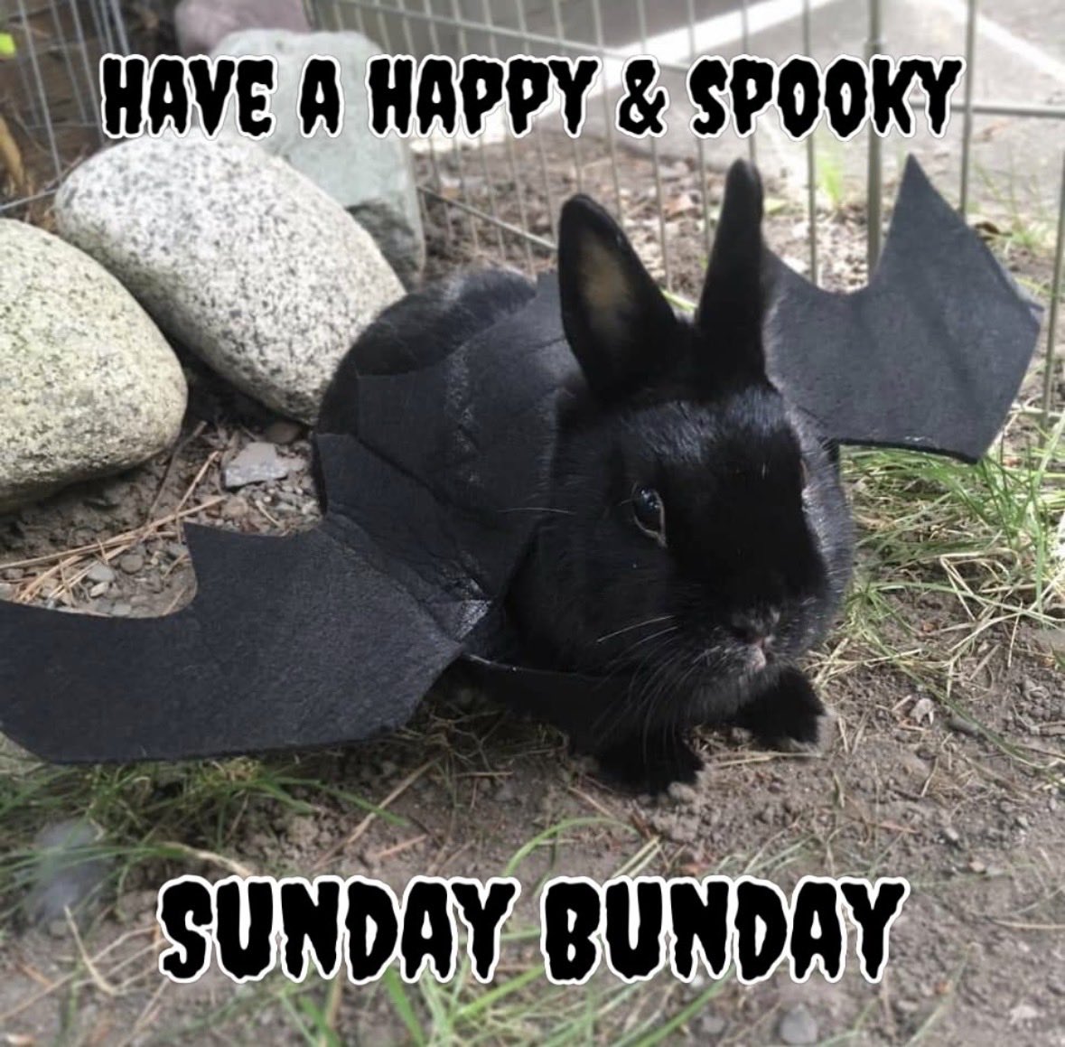 Bunnies's tweet photo. https://t.co/TgNdLBqw3C