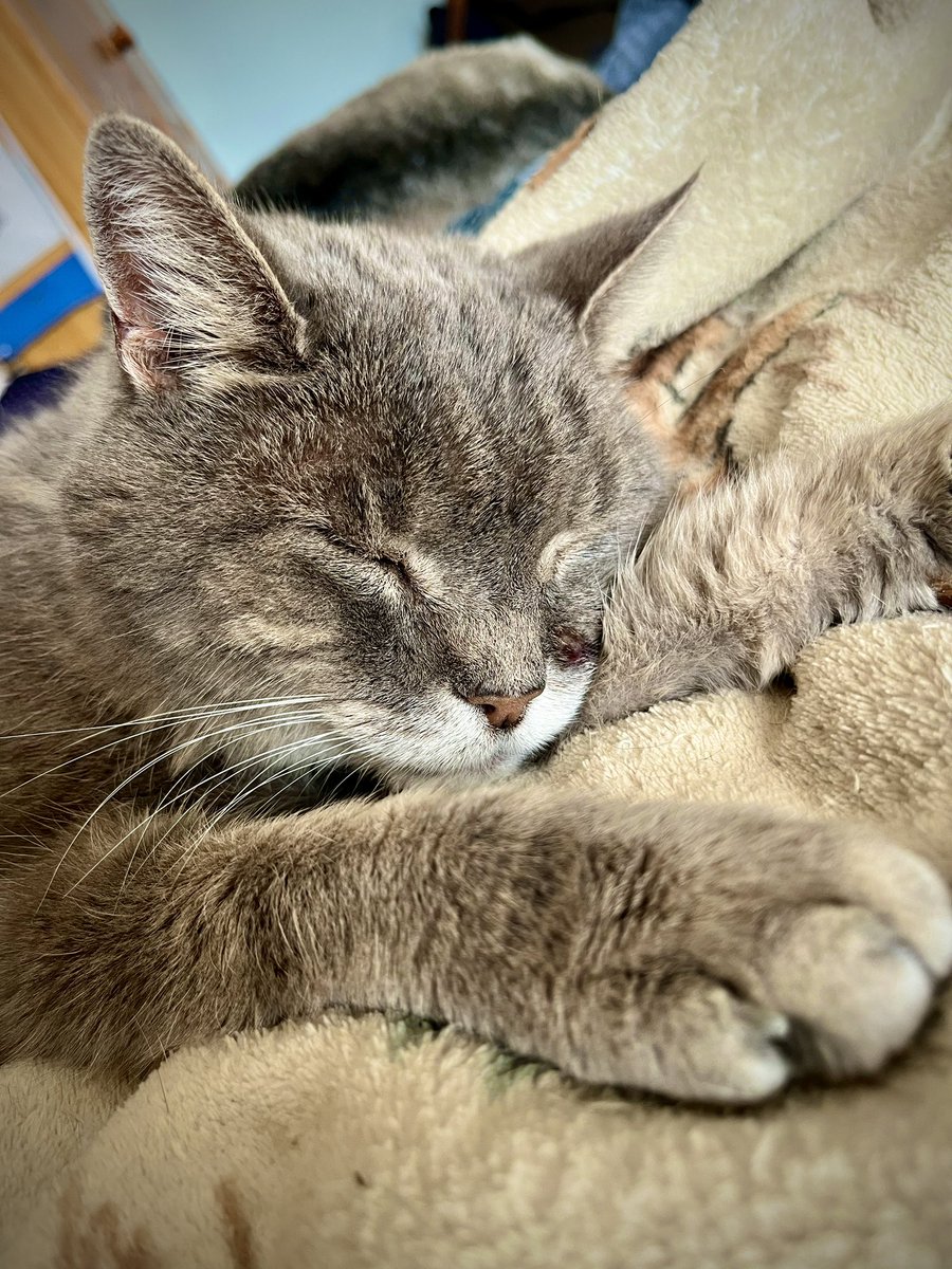 Malcolm_theCat's tweet photo. Friends! I just wanted to tell you that everything is going well so far. I am taking my thyroid medicine really well, and I quite like the dry renal support food. I have had quite a relaxed day and Mum is very proud of me 🩶 https://t.co/WwI1bja9NO