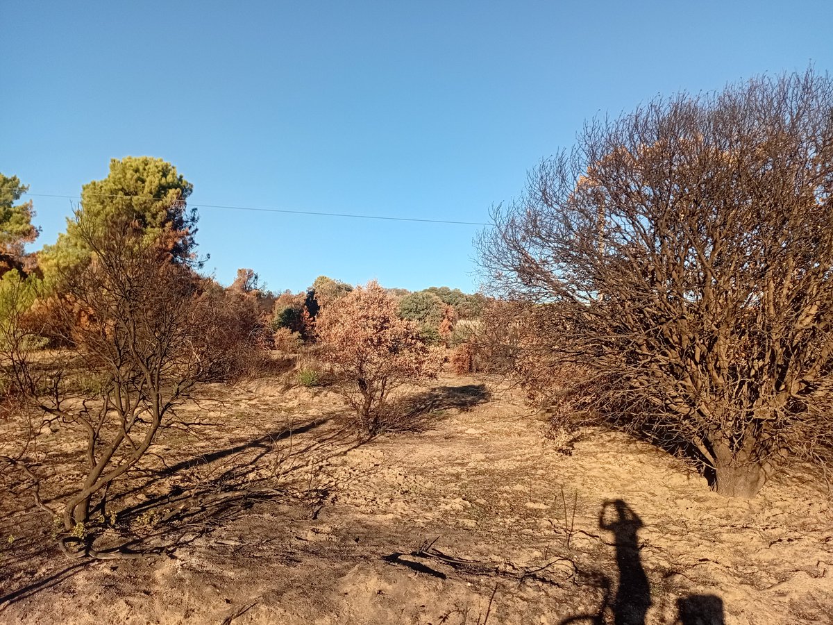 ChavaLibro's tweet photo. Continúa nuestra ruta por las zonas afectadas por los incendios de este verano. Nos acercamos al #IFSierraOeste por Cenicientos y Cadalso de los Vidrios https://t.co/AITeK6bzpP