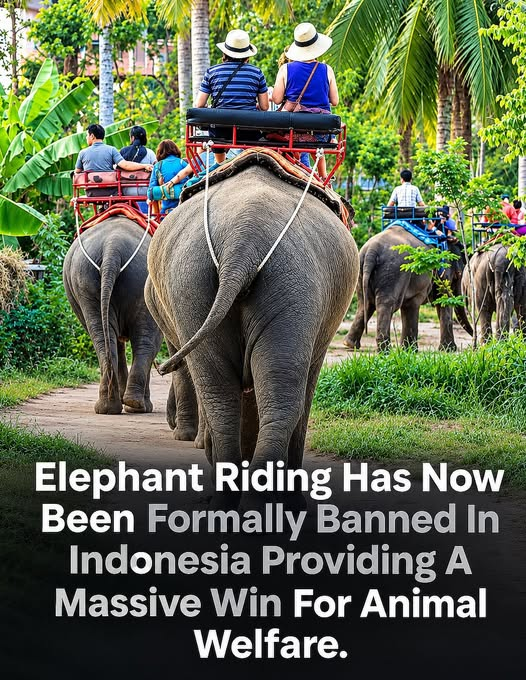 tiger26931's tweet photo. Elephants deserve to live with dignity, freedom, and respect—not to spend their lives carrying tourists for entertainment. https://t.co/YSWqeCxATI