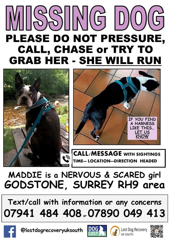 MissingPetsGB's tweet photo. 😞MADDIE IS STILL MISSING #stolendoghour

Still no news on Maddie

PLEASE SHARE ALL AREAS
From #Godstone to #Reigate #Oxted #Lingfield #Purley &amp; everywhere in between 🙏🏻

PLEASE SEND ANY INFO
Sightings, disturbances that could be her, has someone recently got a dog like Maddie? https://t.co/MkBNQ4VsgS