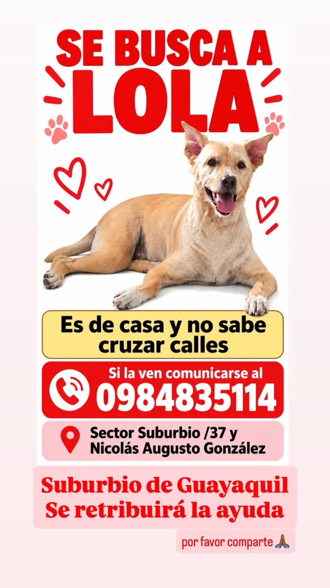 AlertaMePerdi's tweet photo. #ACTUALIZACION #PERDIDA #GUAYAQUIL
Nombre: #Lola
Fecha: 2026-10-22
Sector: Sur, Suburbio. Nicolas Augusto Gonzales entre la 36 y la 37
Sexo: Hembra
Raza: Mestizo
Observación: Es color beige
Contacto: 0984835114
¡Ayúdalo a volver con su familia!
 #AlertaMePerdí https://t.co/0FkSrMXeIg