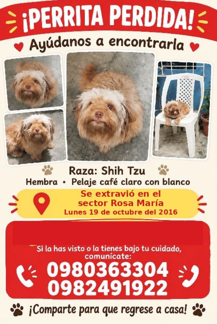 AlertaMePerdi's tweet photo. #PERDIDA #MILAGRO
Nombre: #Kira
Fecha: 2026-10-19
Sector: Centro, Cdla Rosa Maria, Pichincha entre el Oro y Los Rios
Sexo: Hembra
Raza: Shih Tzu
Observación: Nariz cafecita pelaje claro
Contacto: 0980363304
¡Ayúdalo a volver con su familia!
 #AlertaMePerdí https://t.co/v3vQVMCDZm